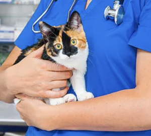 Veterinarian holding a calico cat