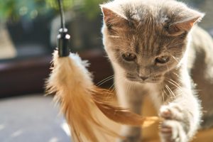 Kitten with feather toy, courtesy of distelAPPArath (Pixabay)