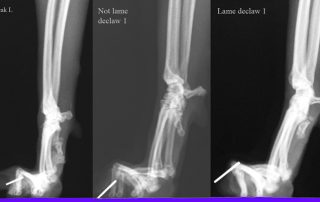 Radiographs of declawed paws