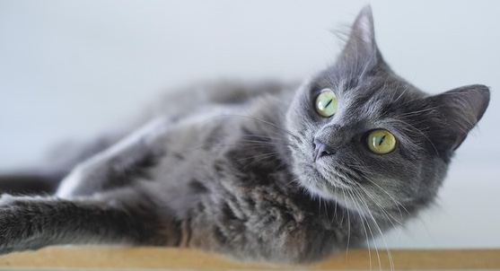 Feline Hyperesthesia