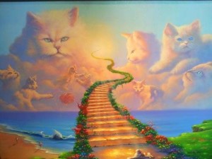 cat heaven