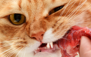 Cat eating meat