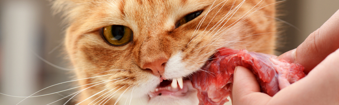 What Cats Should Eat