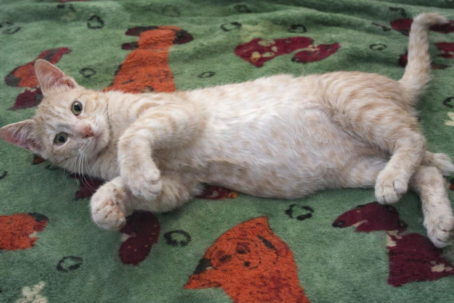 Feline Infectious Peritonitis (FIP) – 2026 Update