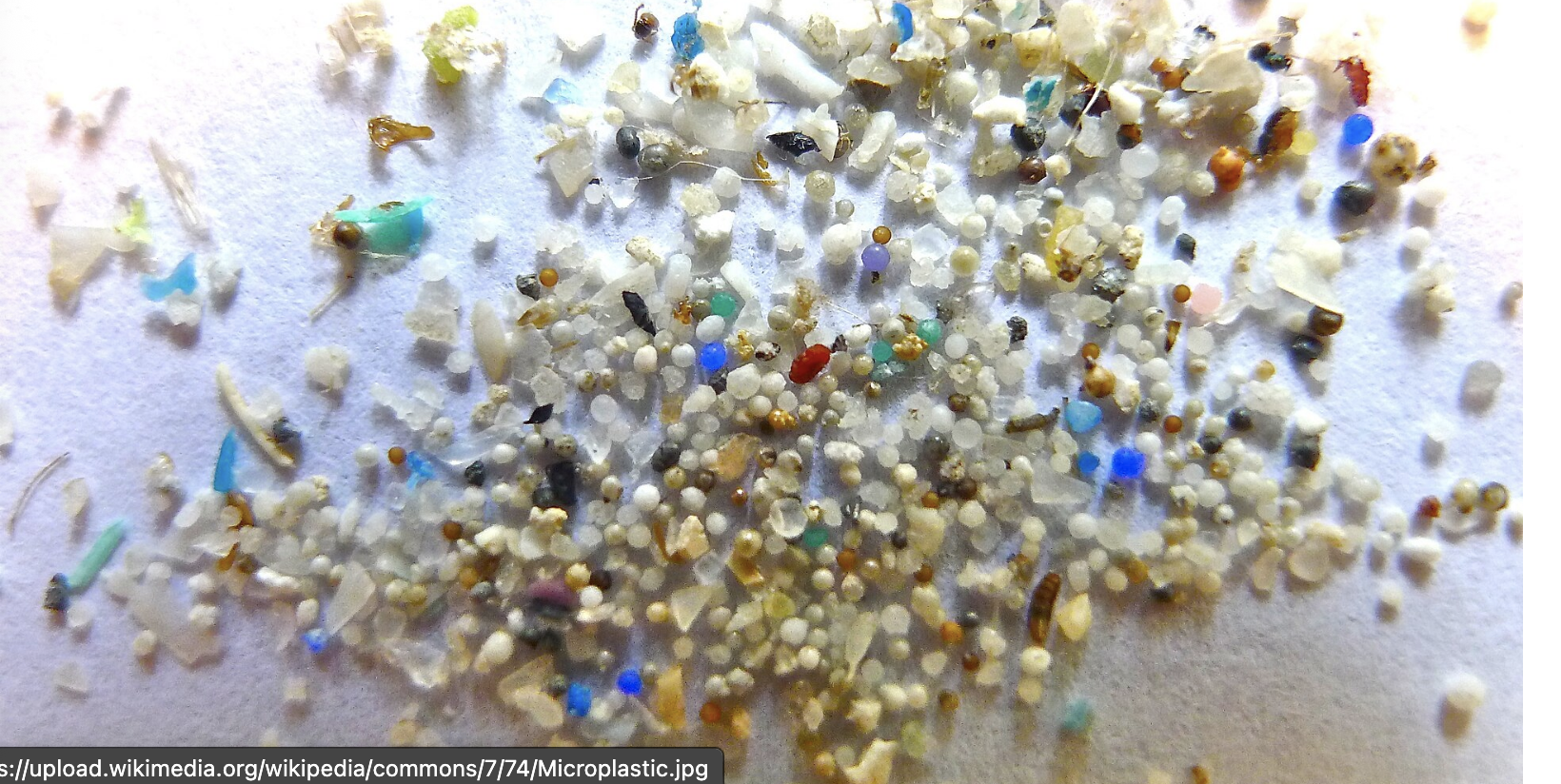 Microplastics and Cats