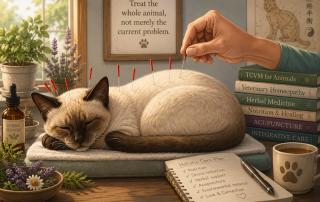 Siamese cat getting acupuncture.
